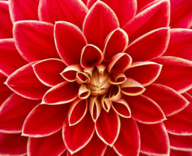 Dalia